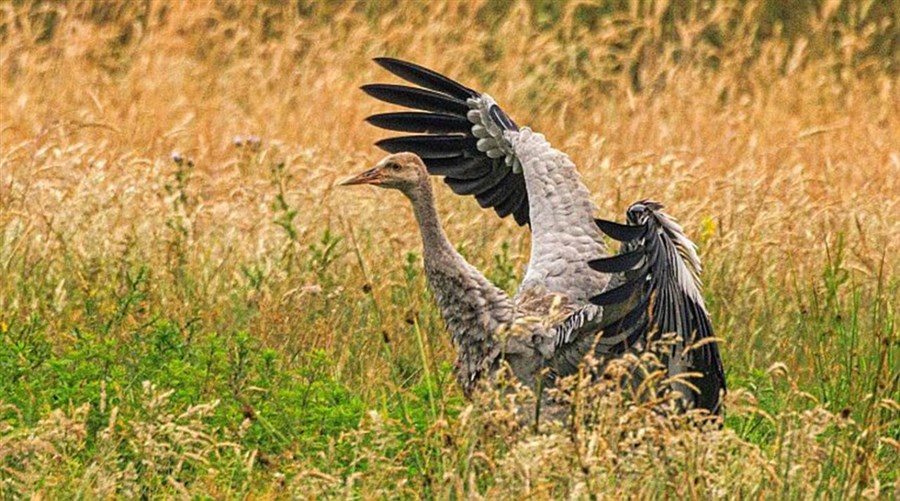 Bericht Broedsucces kraanvogel in Deurnsche Peel bekijken